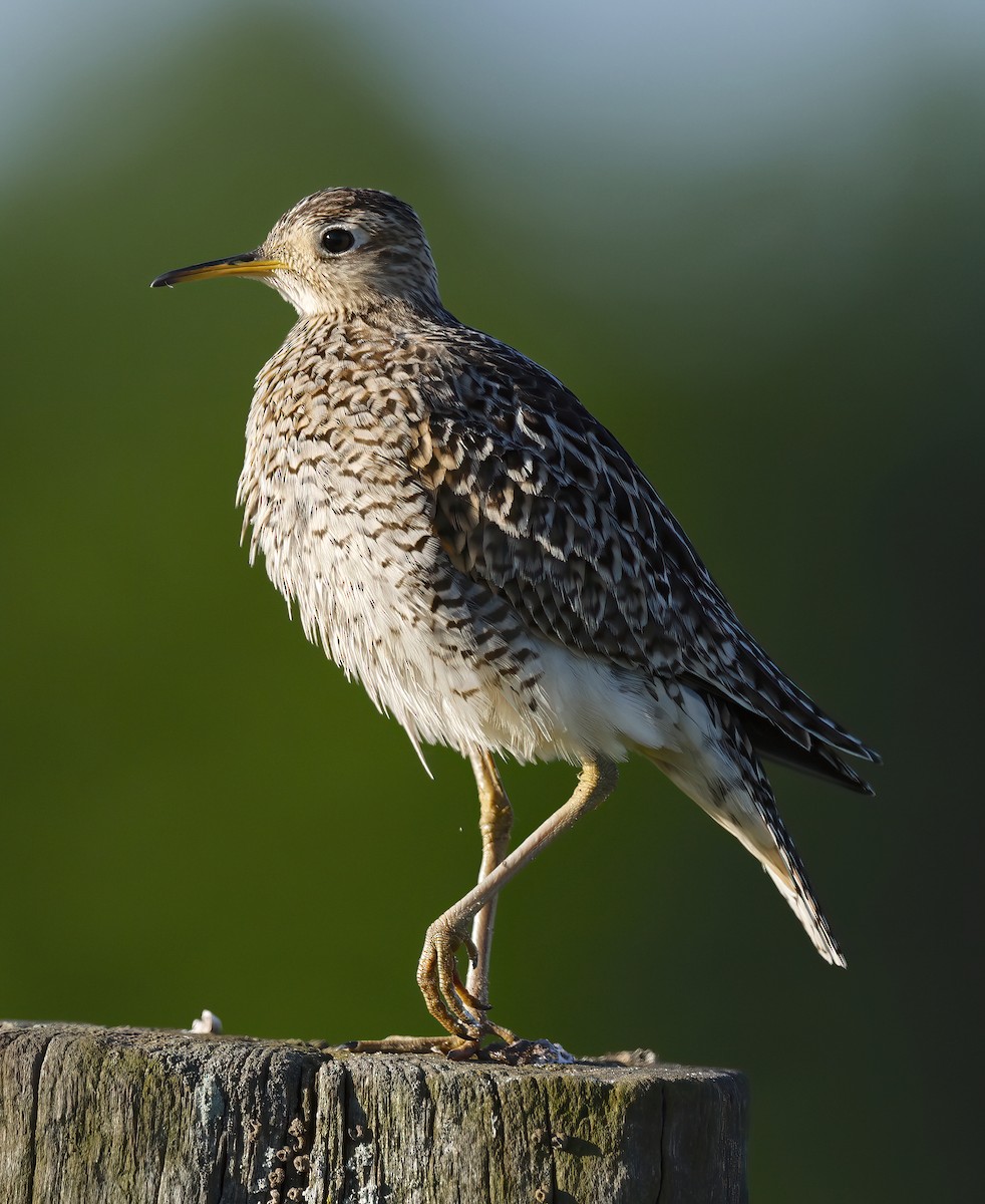 Upland Sandpiper - ML619912874