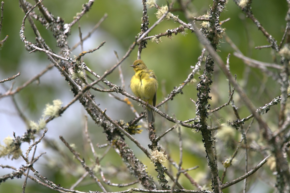 Orange-crowned Warbler - ML619912877