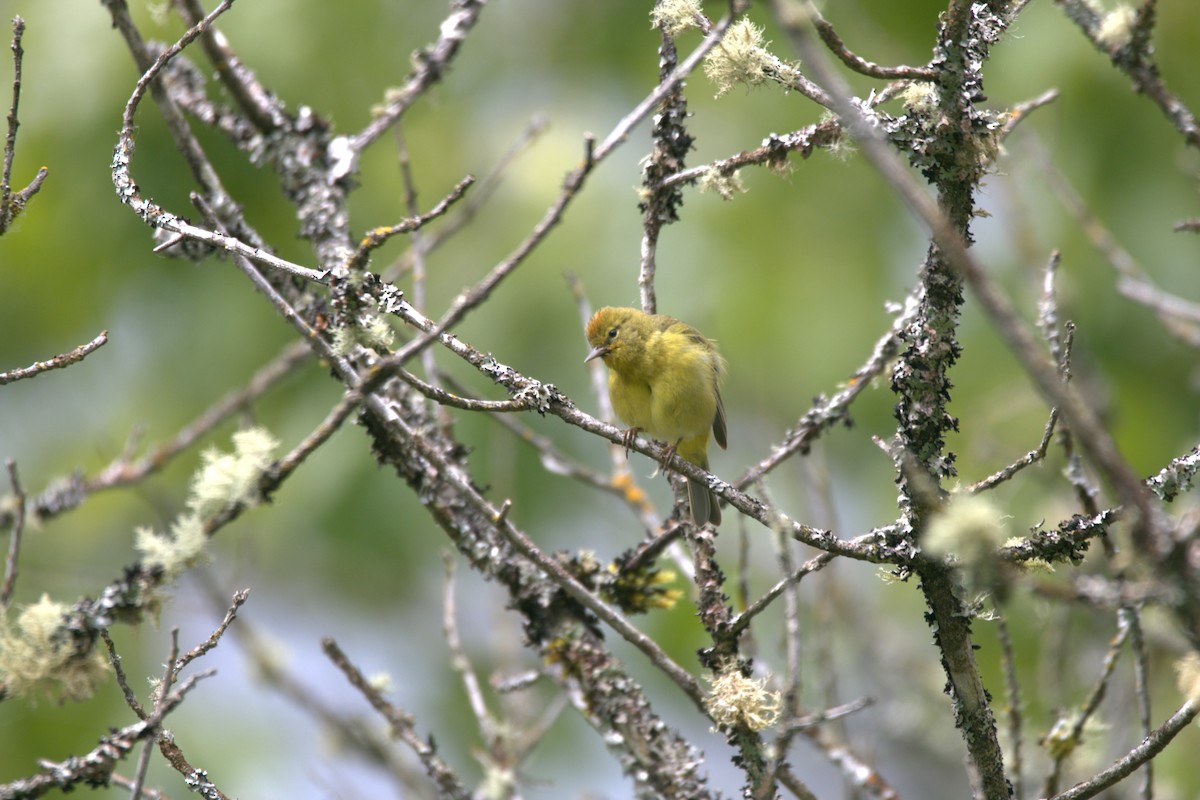 Orange-crowned Warbler - ML619912879