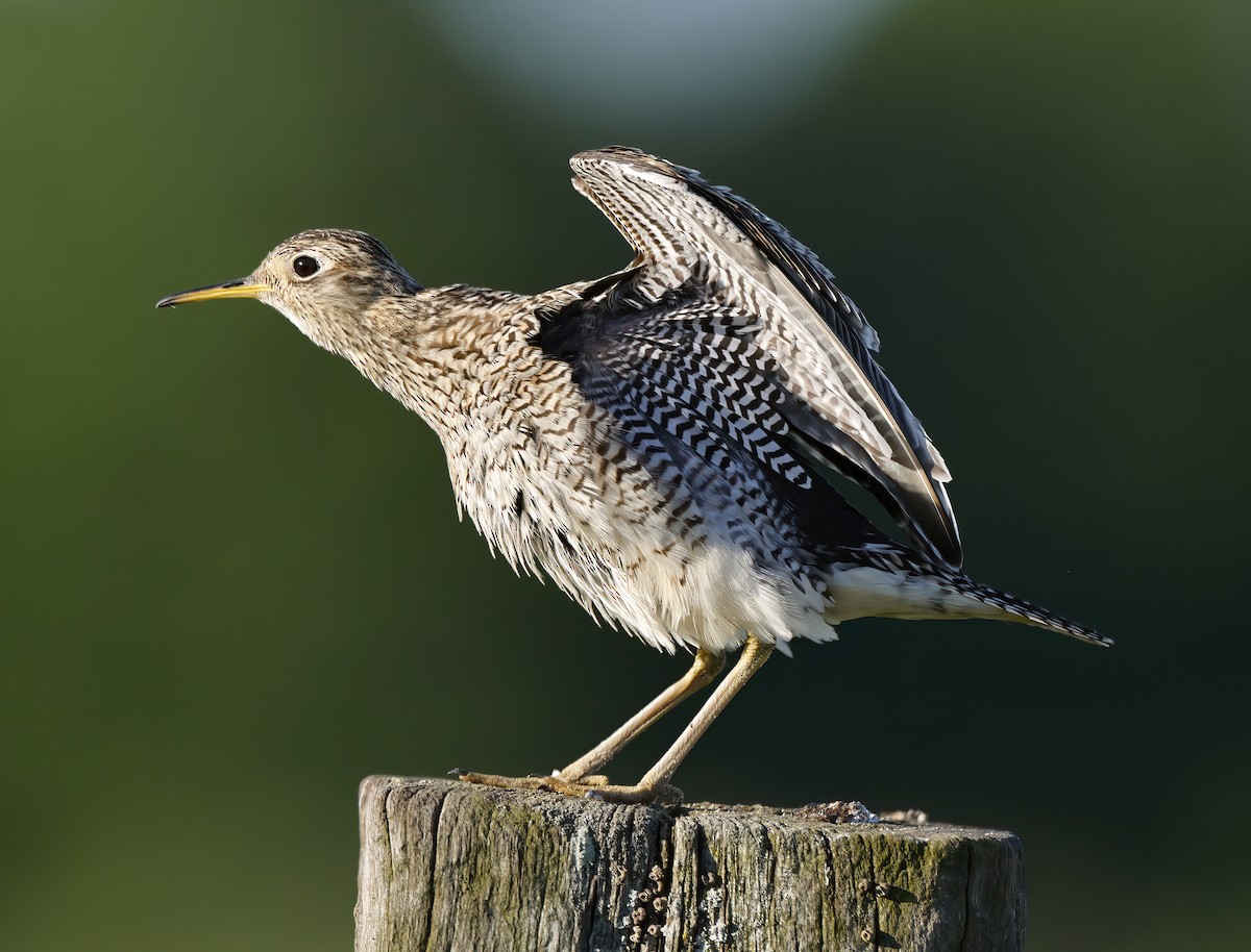 Upland Sandpiper - ML619912883