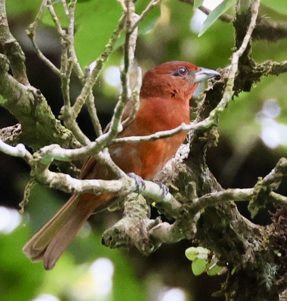 Hepatic Tanager (Highland) - ML619912889