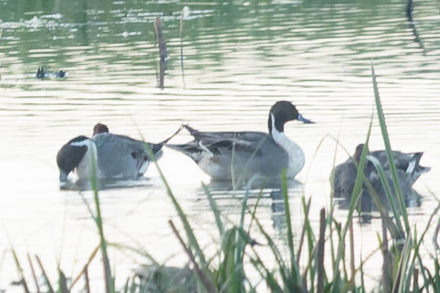 Northern Pintail - ML619912897