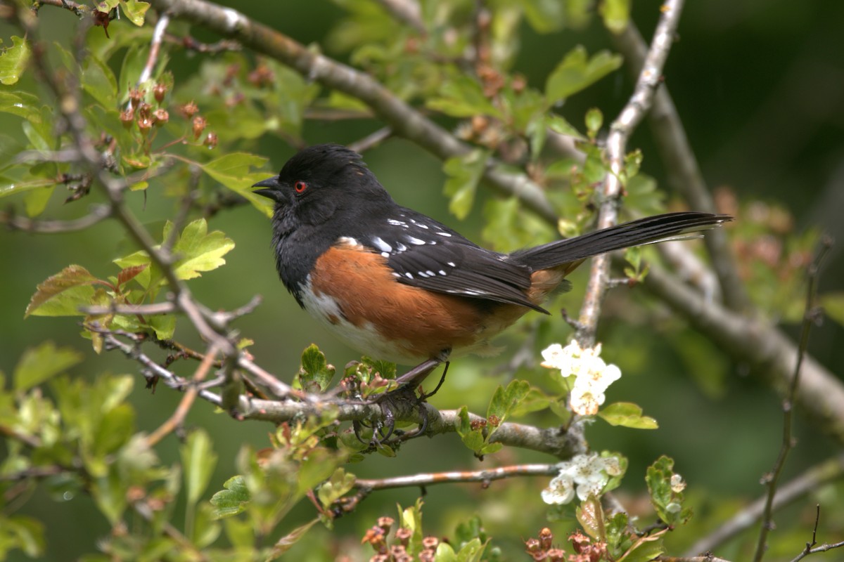 Spotted Towhee - ML619912899