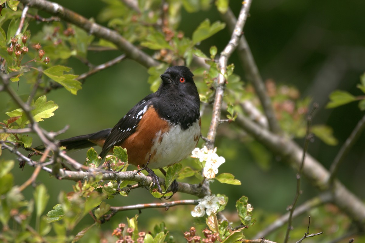 Spotted Towhee - ML619912900