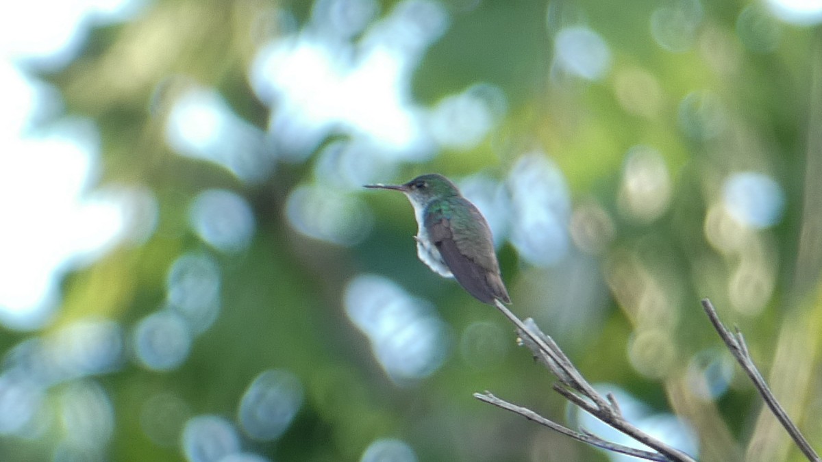 White-bellied Emerald - ML619912910