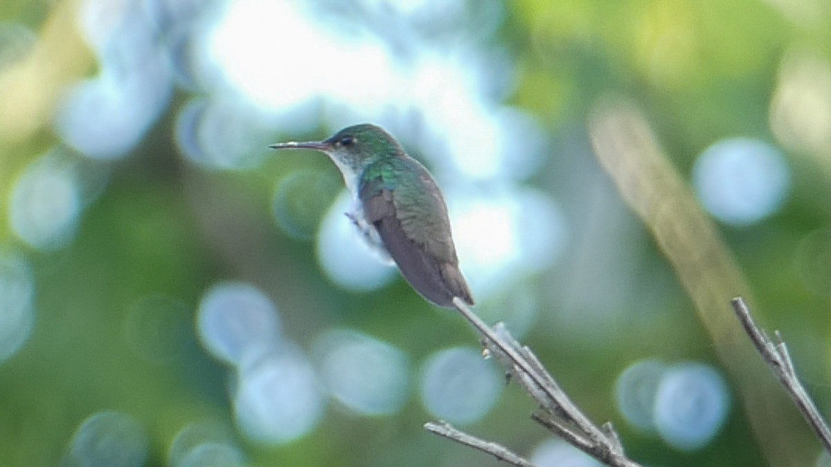 White-bellied Emerald - ML619912911