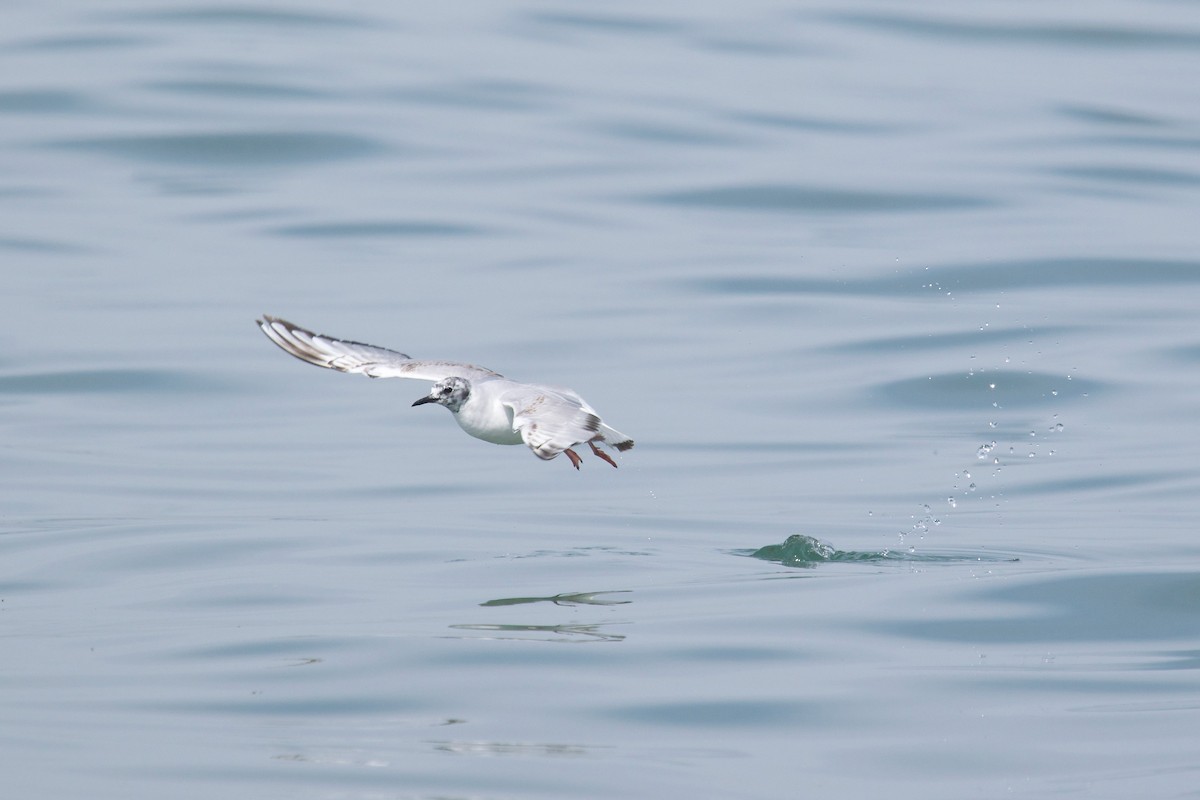 Bonaparte's Gull - ML619912929