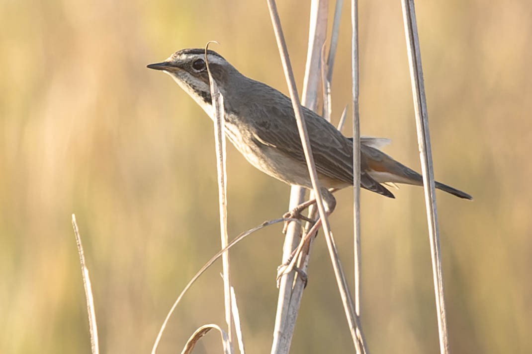 Bluethroat - ML619912930