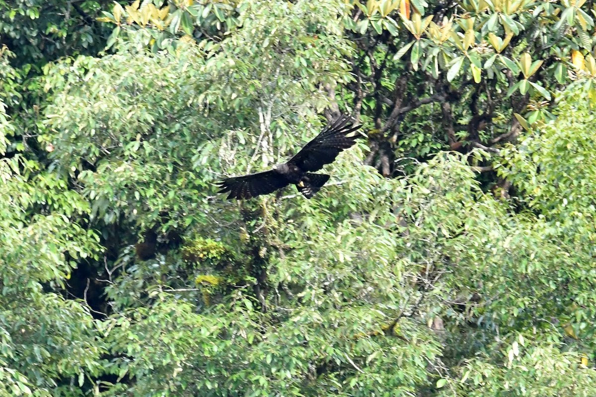 Black Eagle - ML619912931