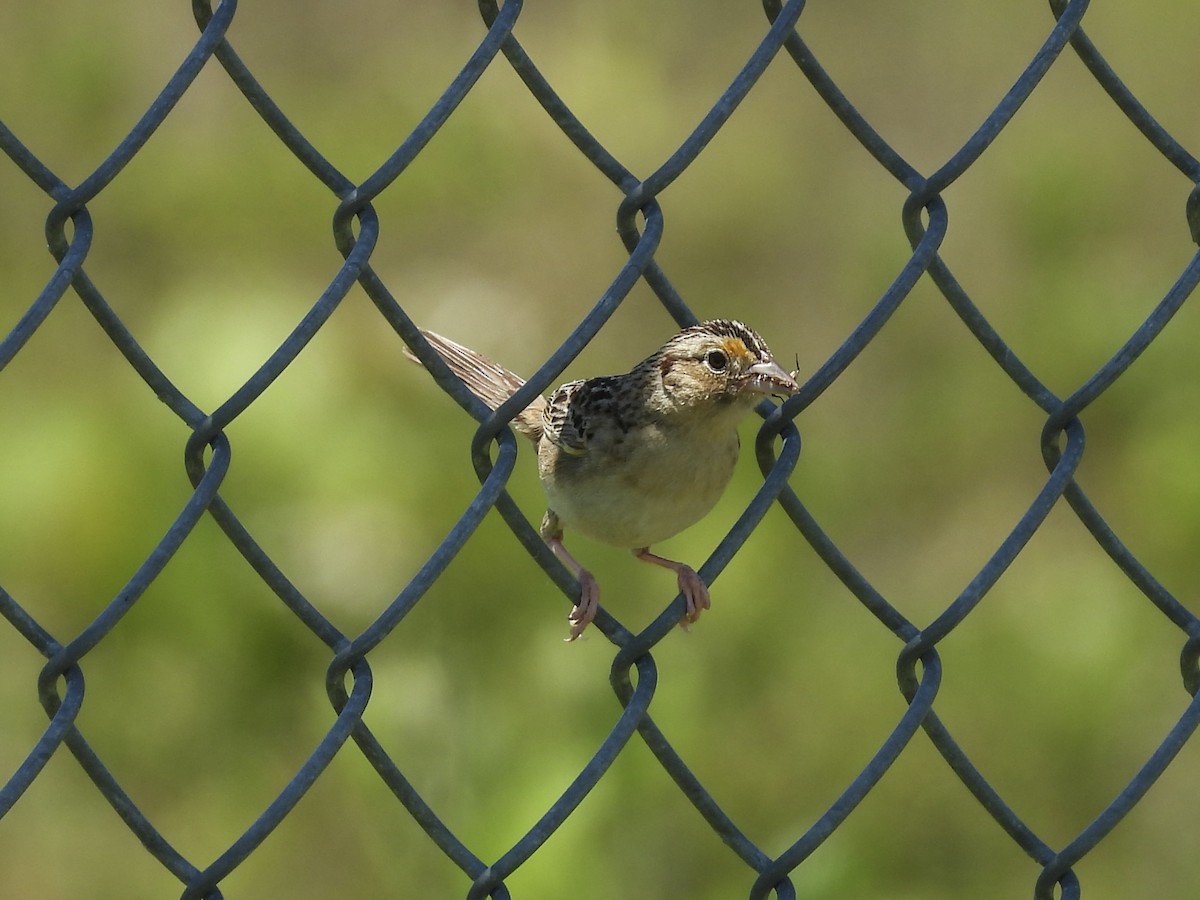 Grasshopper Sparrow - ML619912941