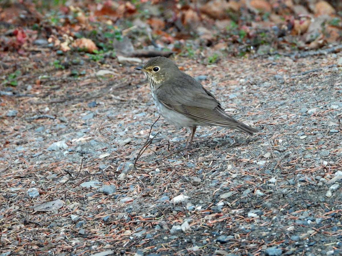 Swainson's Thrush - ML619912943