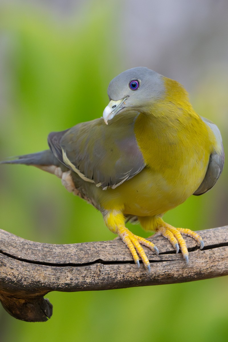 Yellow-footed Green-Pigeon - ML619912947