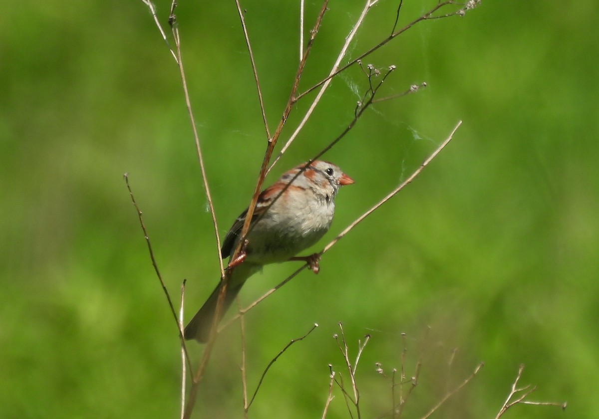 Field Sparrow - ML619912951