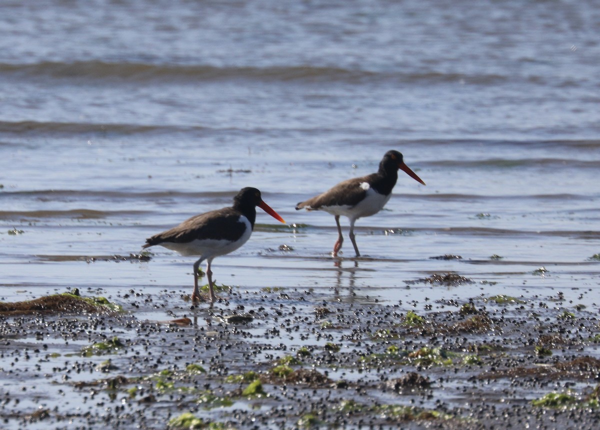 American Oystercatcher - ML619912961