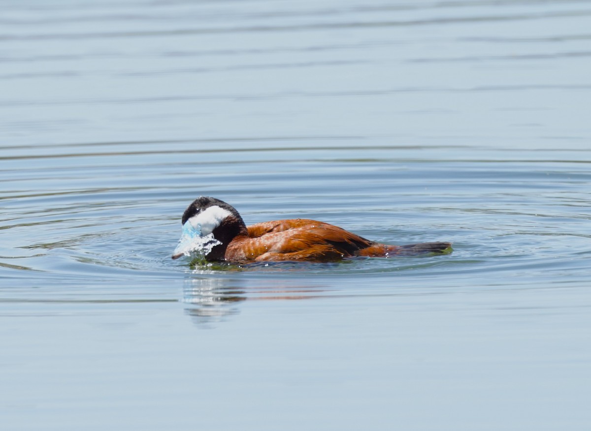 Ruddy Duck - ML619912973