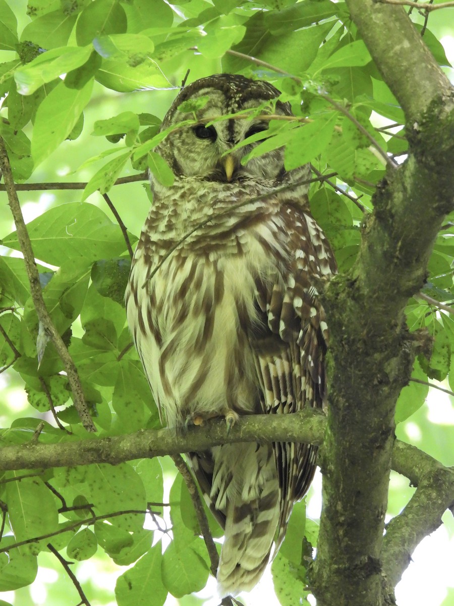 Barred Owl - ML619912974