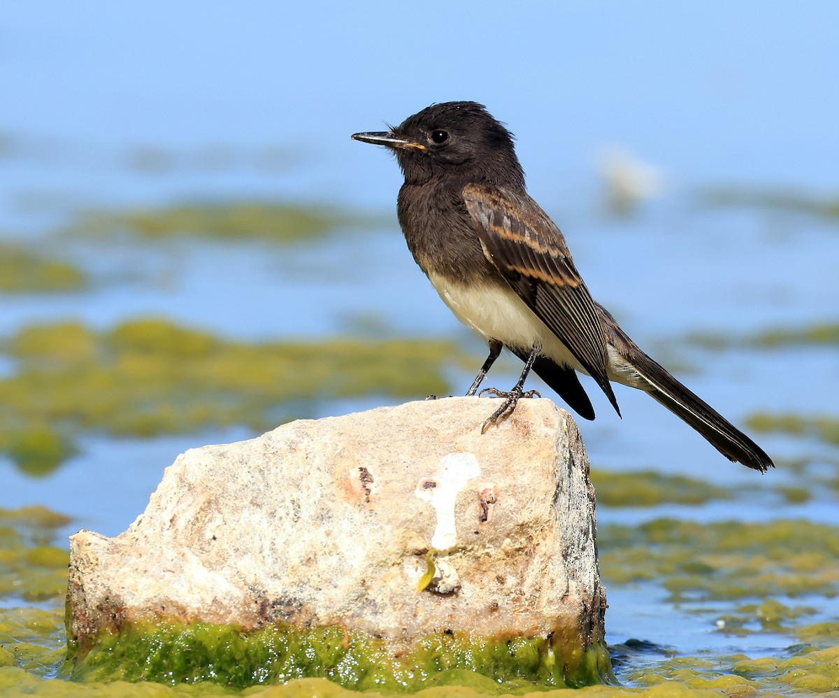 Black Phoebe - ML619912976