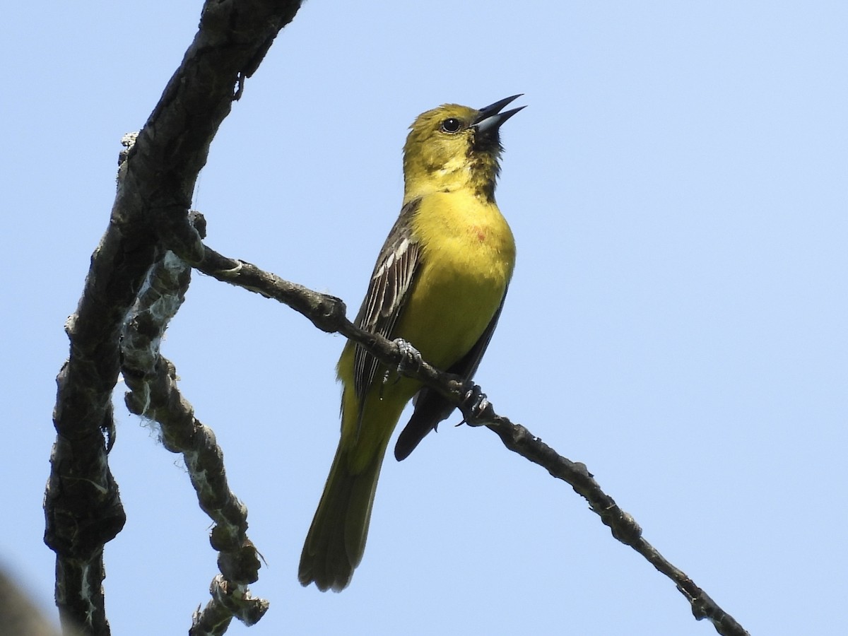 Orchard Oriole - ML619912977