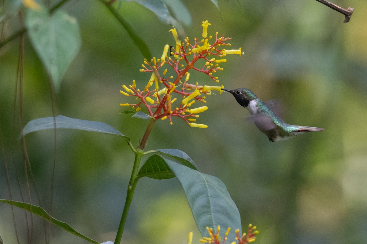 Broad-tailed Hummingbird - ML619912984