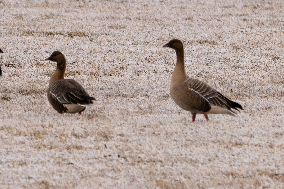 Pink-footed Goose - ML619912999