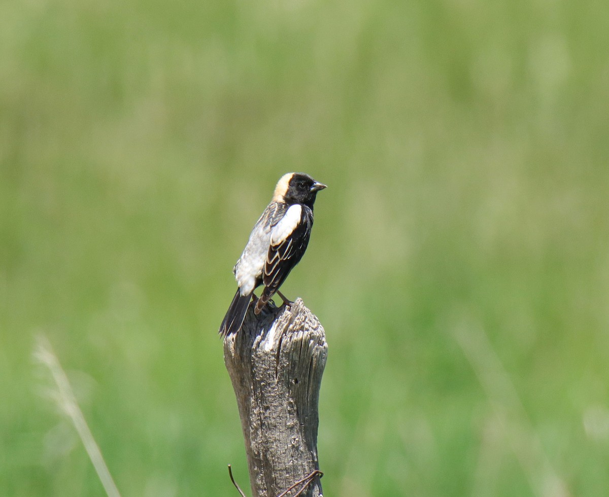 bobolink americký - ML619913000