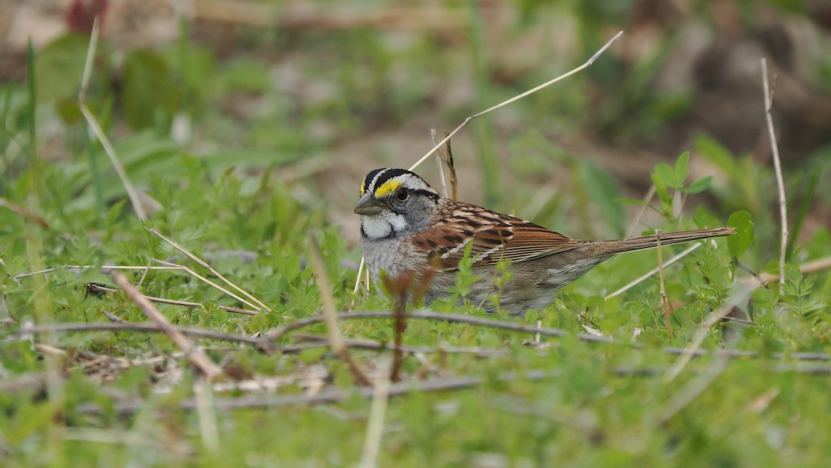 White-throated Sparrow - ML619913004