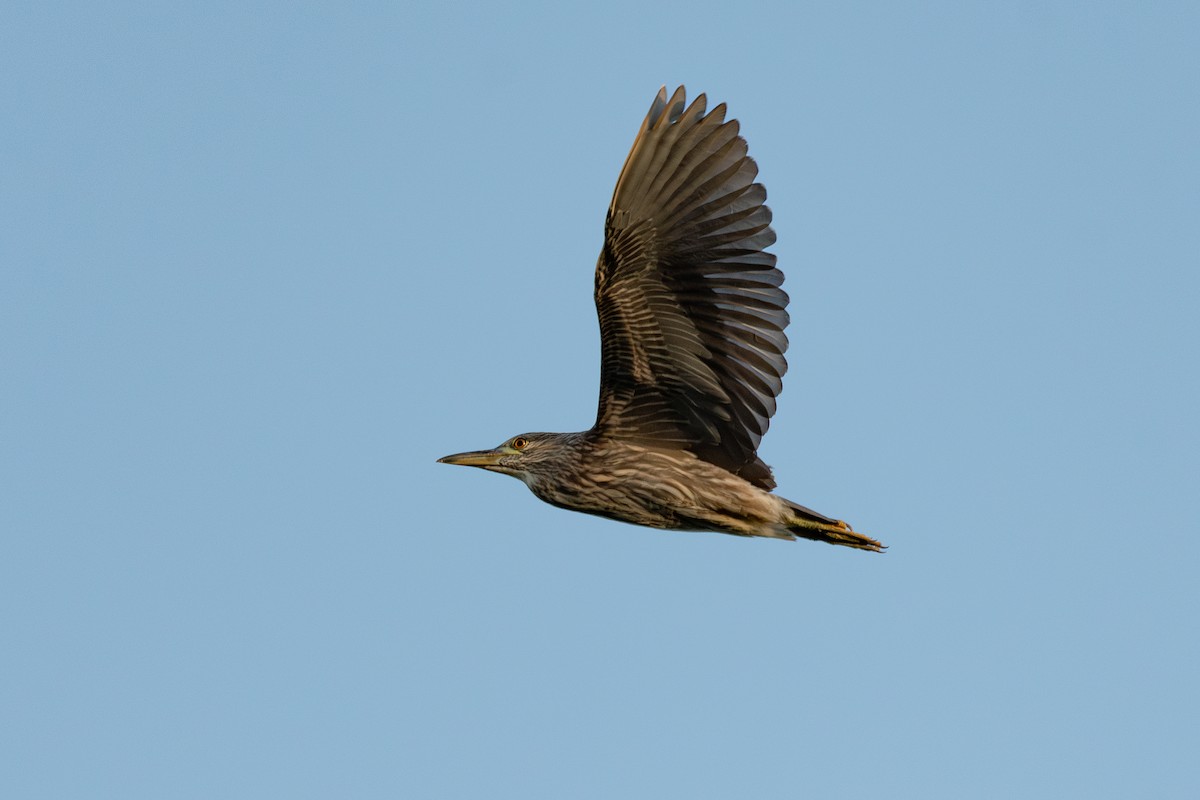 Black-crowned Night Heron - ML619913010