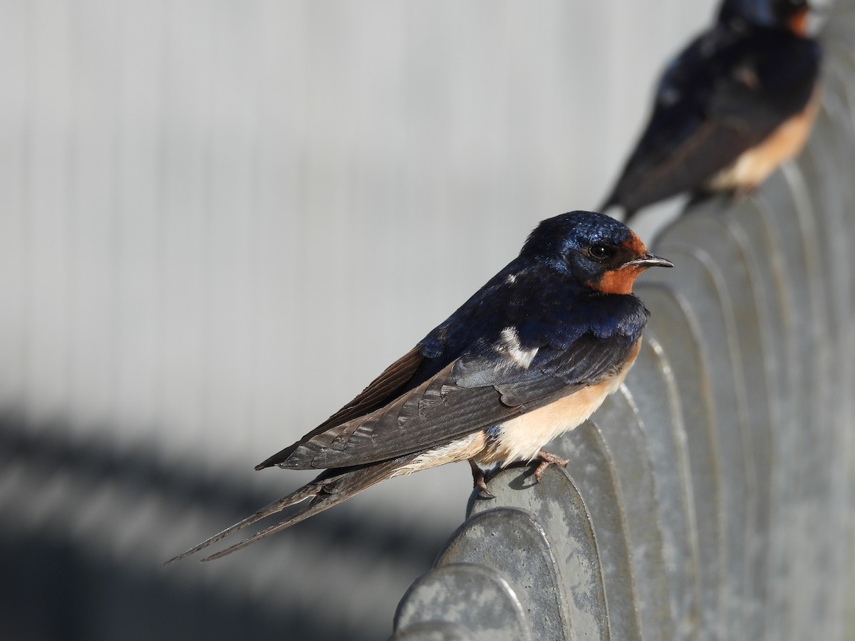 Barn Swallow - ML619913016