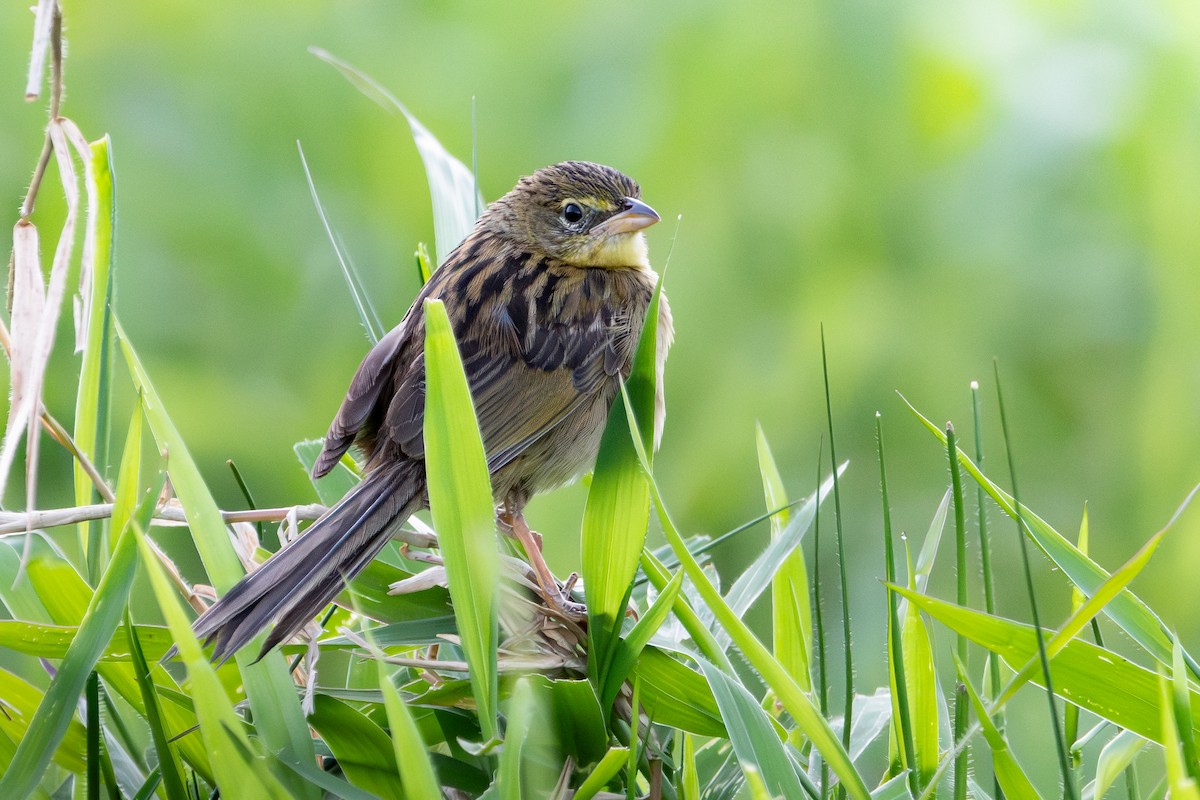 Wedge-tailed Grass-Finch - ML619913017