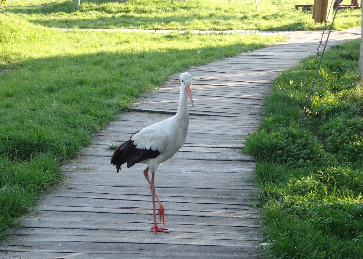 White Stork - ML619913022