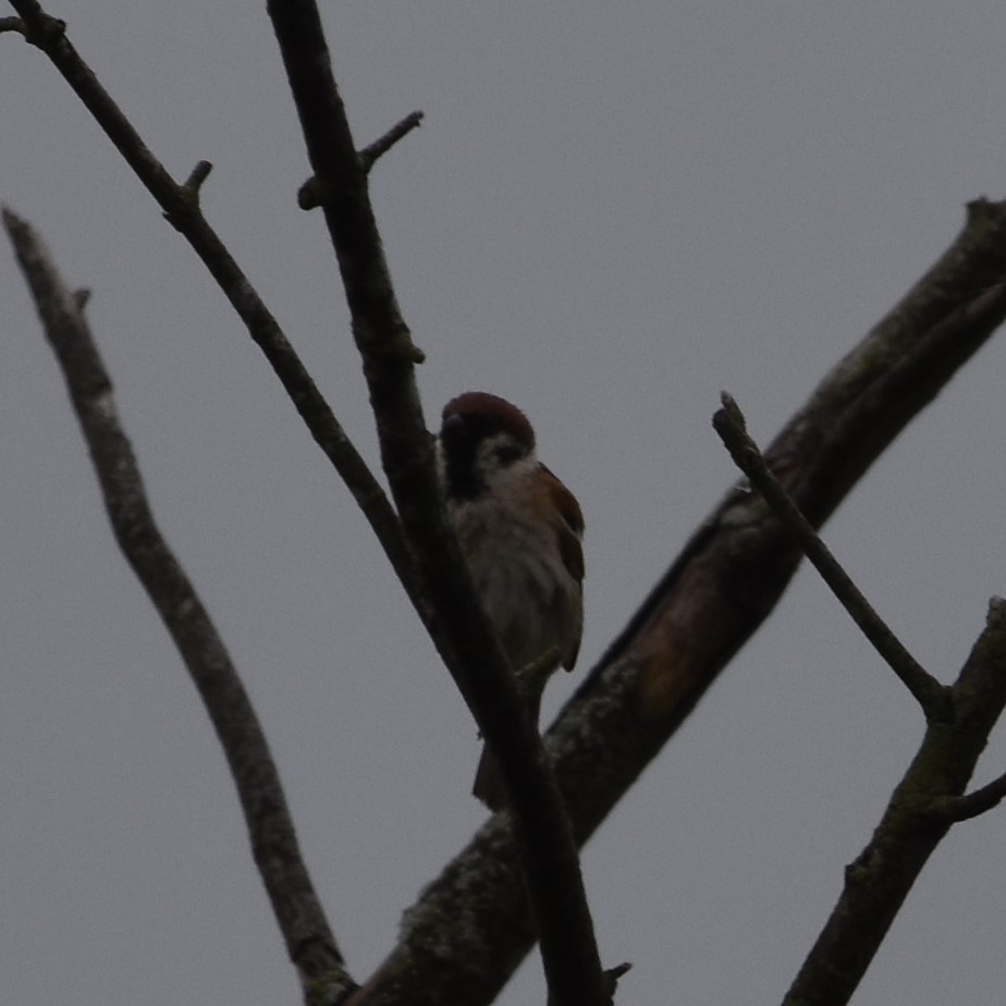 Eurasian Tree Sparrow - ML619913028