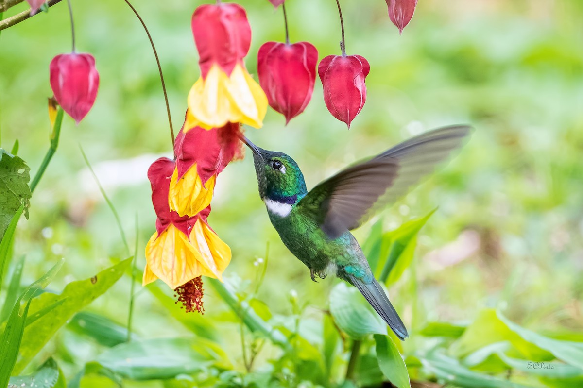 Colibrí Picocuña Occidental - ML619913031