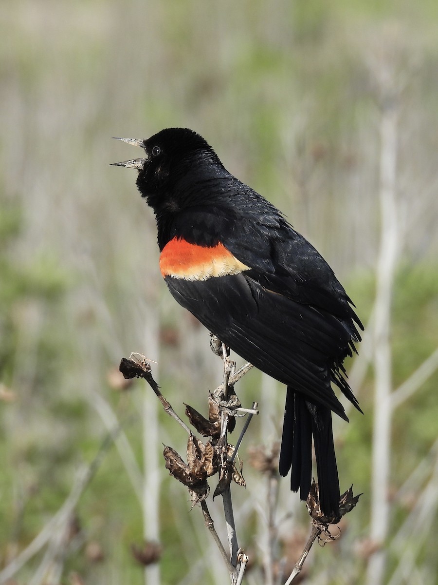 Red-winged Blackbird - Christina Sabochick