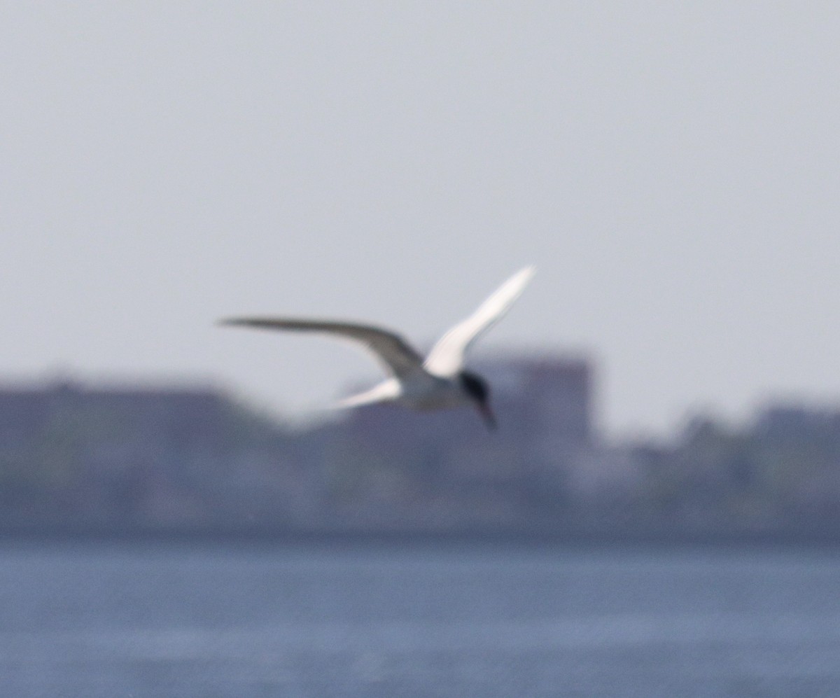 Forster's Tern - ML619913046