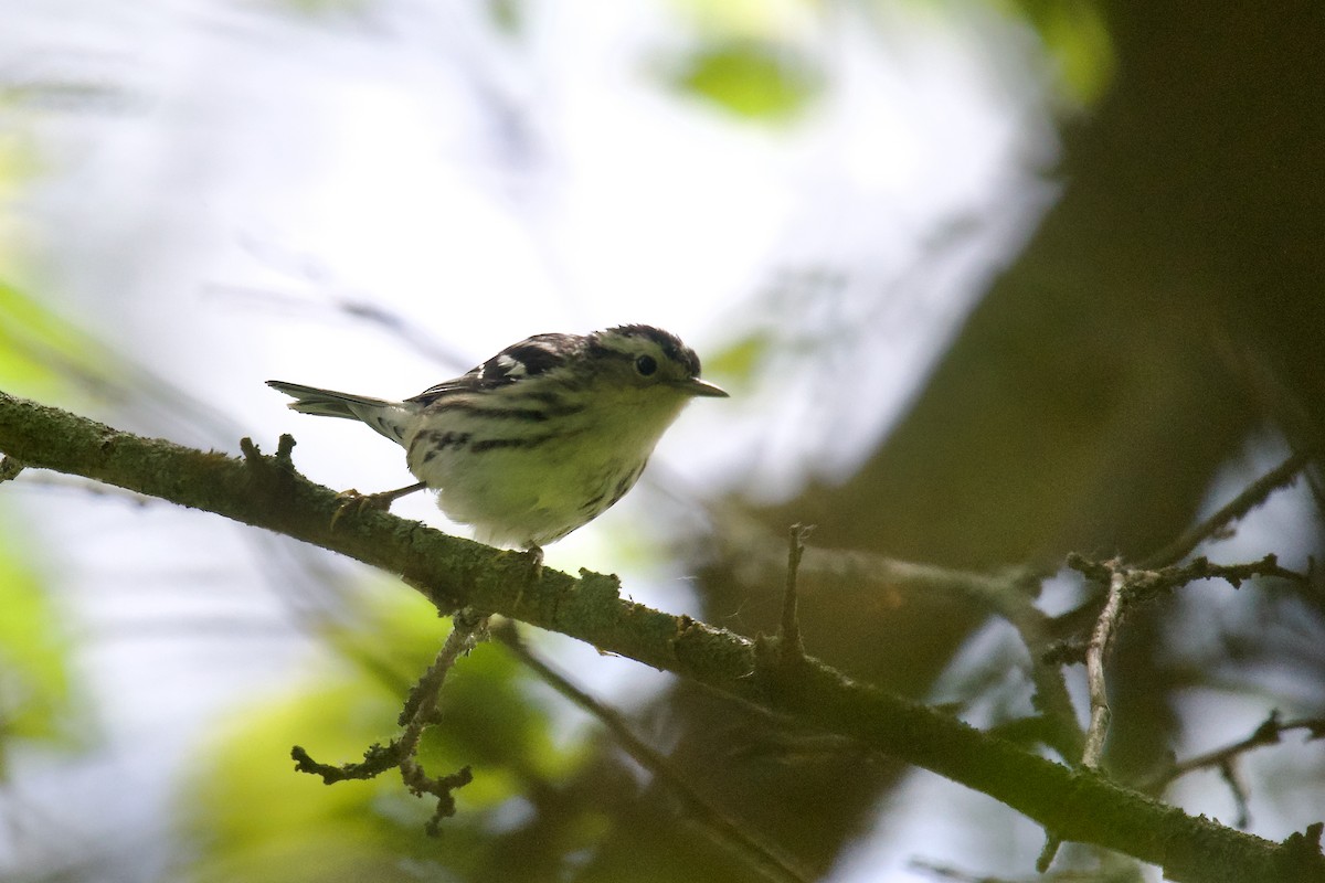 Black-and-white Warbler - ML619913048
