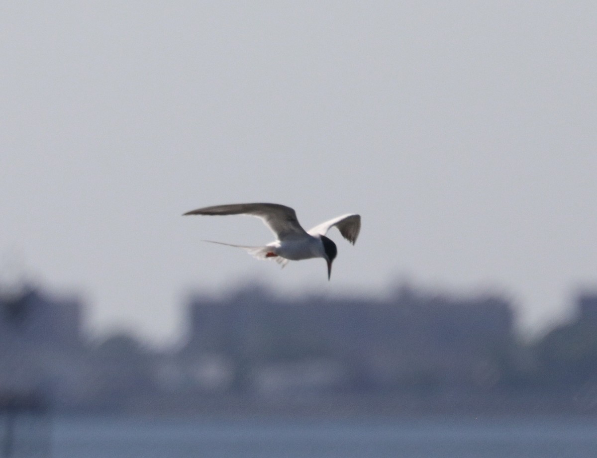 Forster's Tern - ML619913062