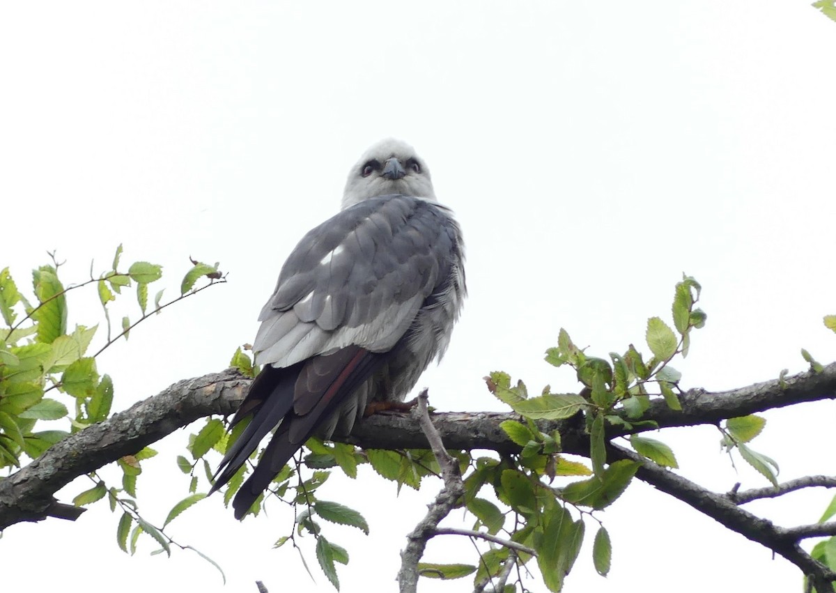 Mississippi Kite - ML619913064