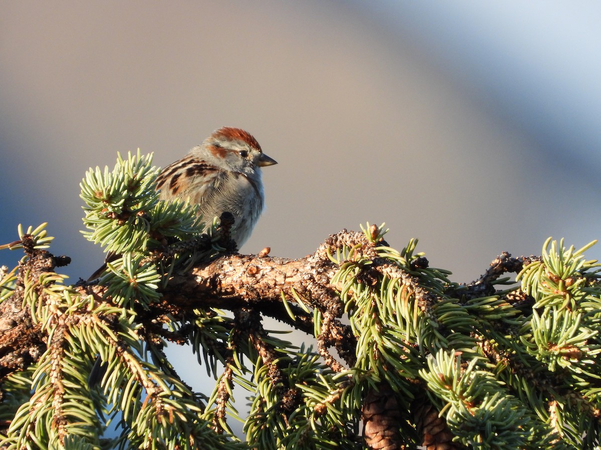 American Tree Sparrow - ML619913079