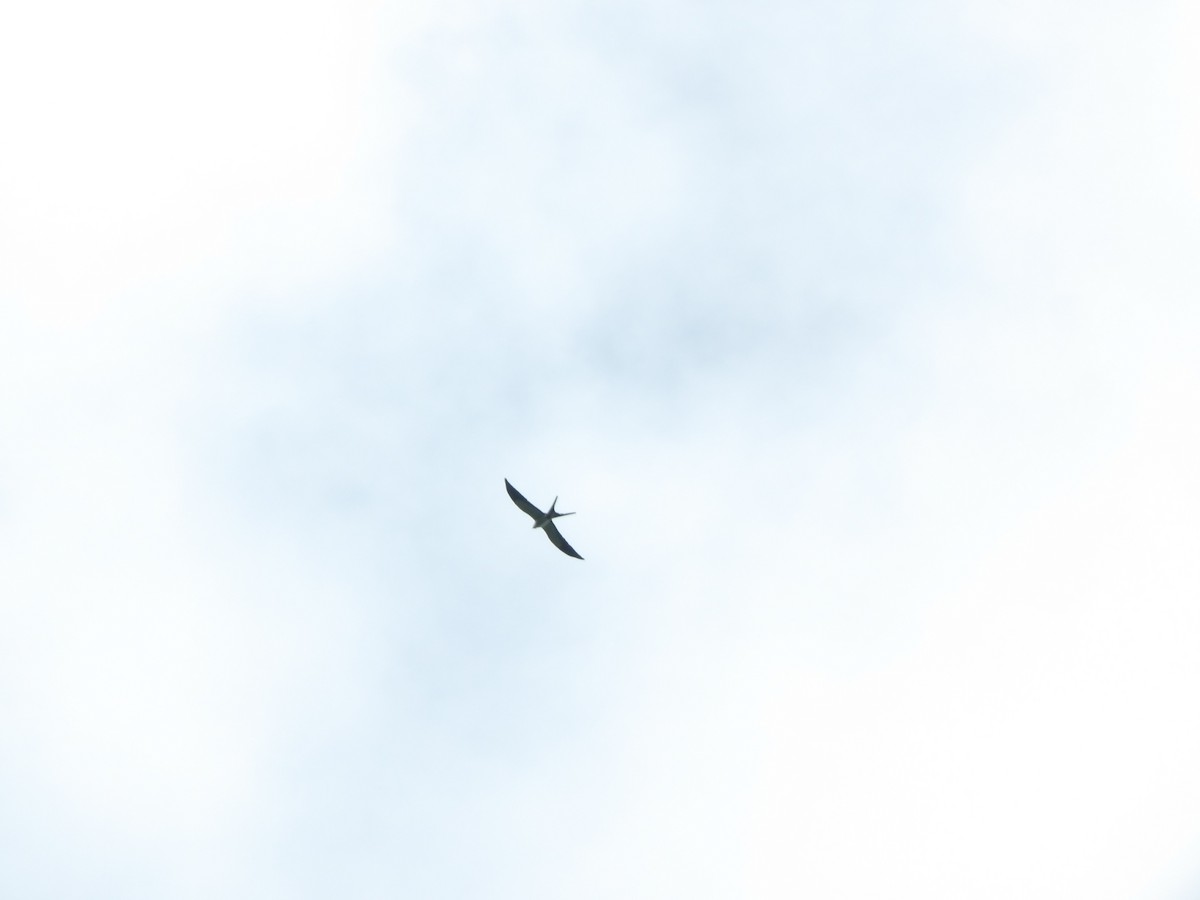 Swallow-tailed Kite - ML619913082