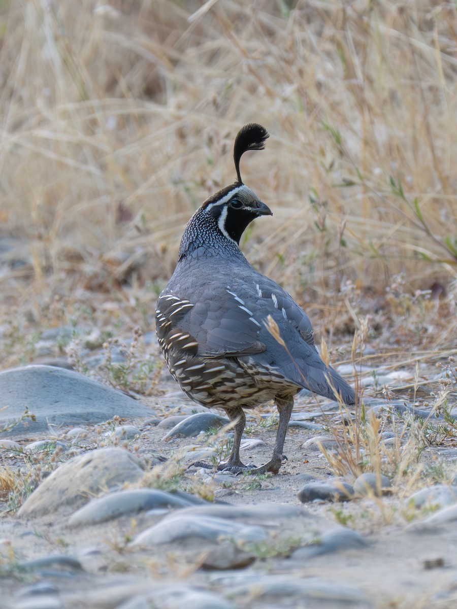 California Quail - ML619913094