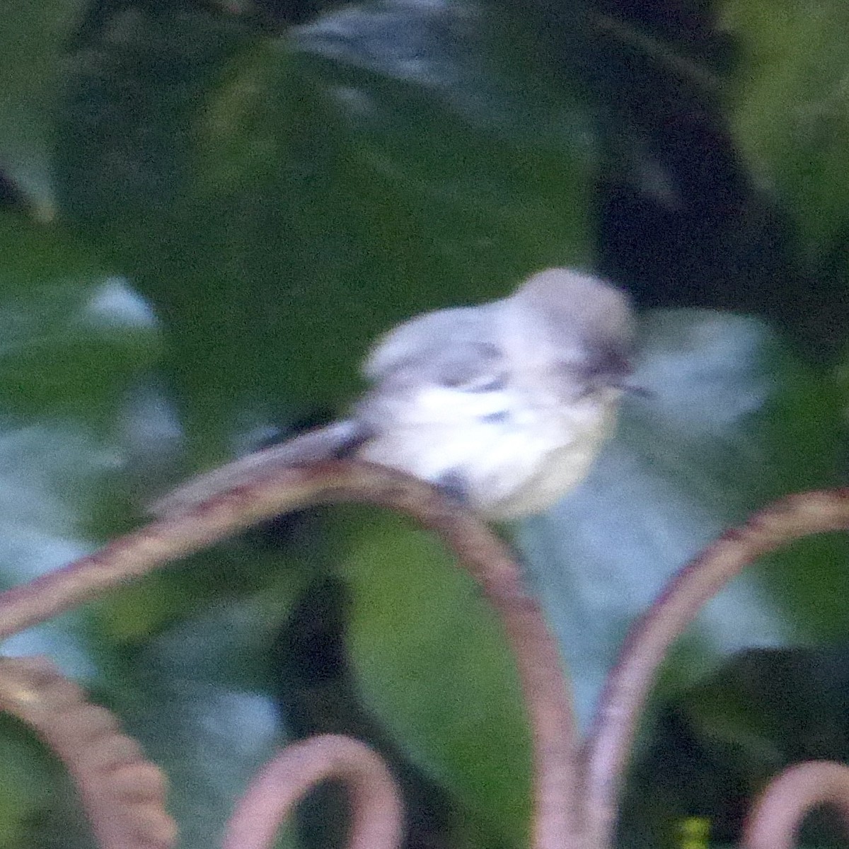 Bushtit (Pacific) - Anonymous