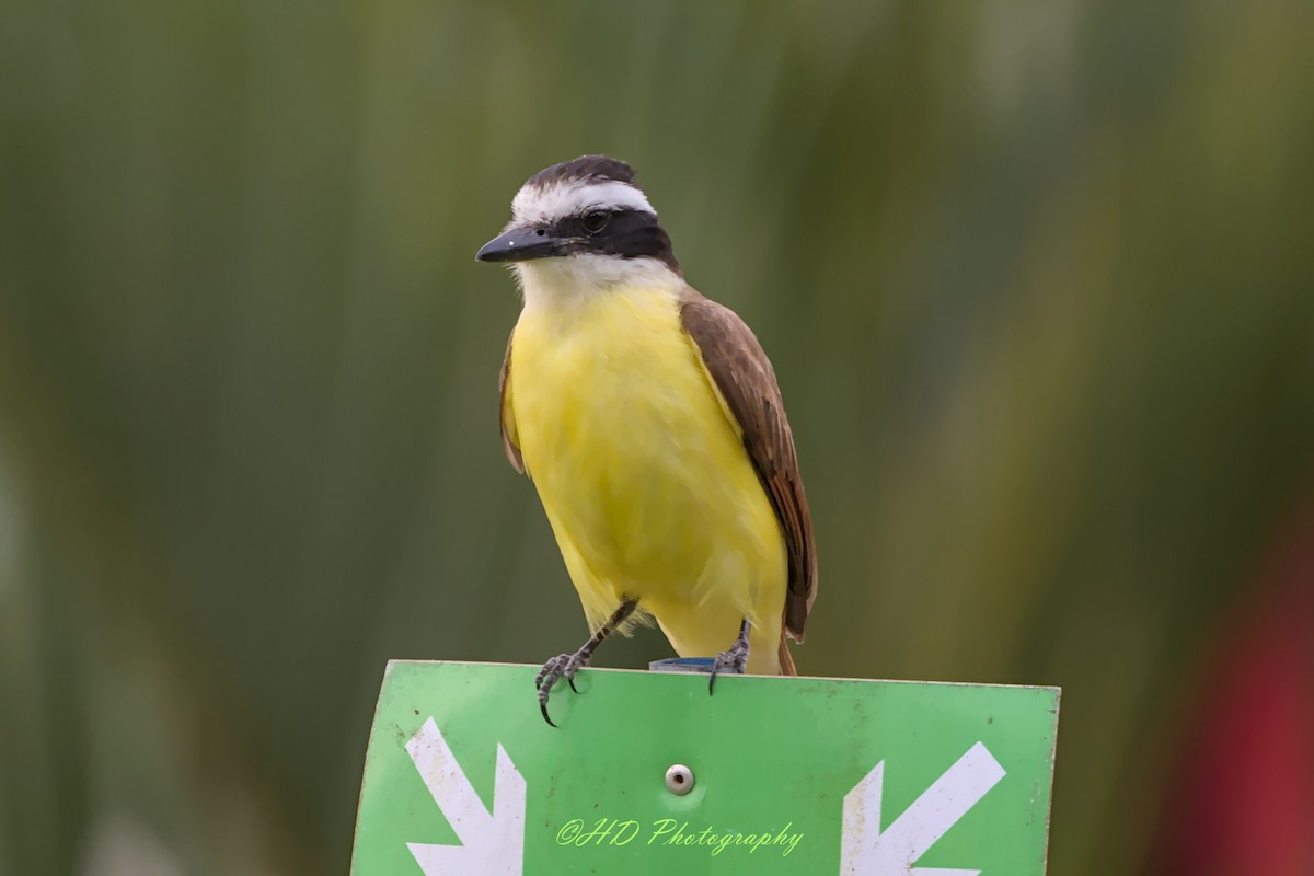 Great Kiskadee - ML619913108