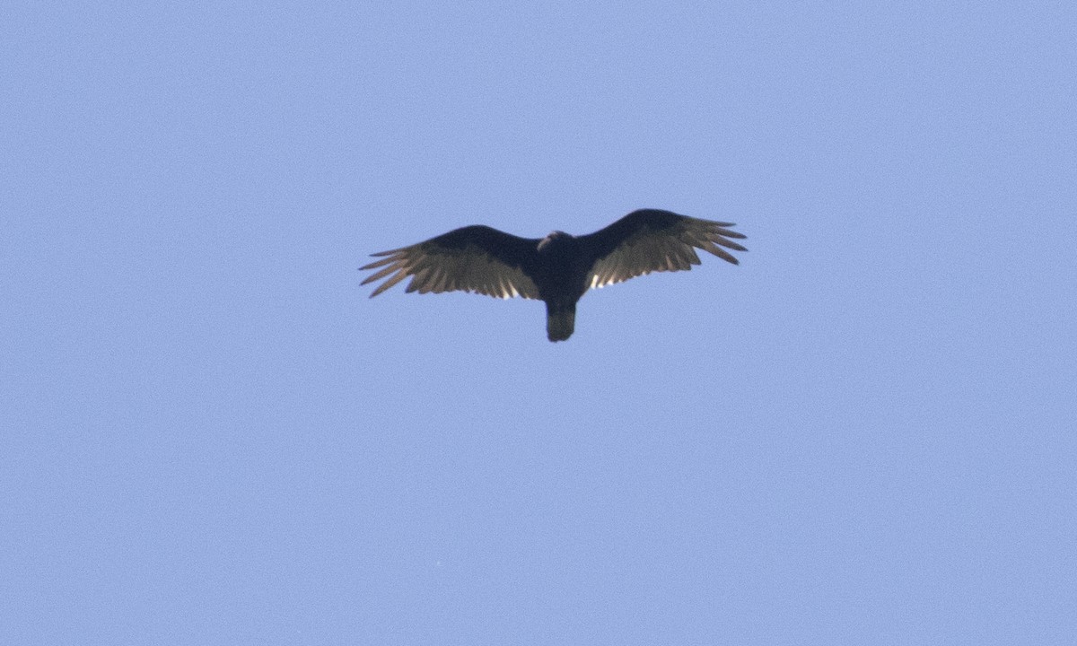 Turkey Vulture - Heather Wolf