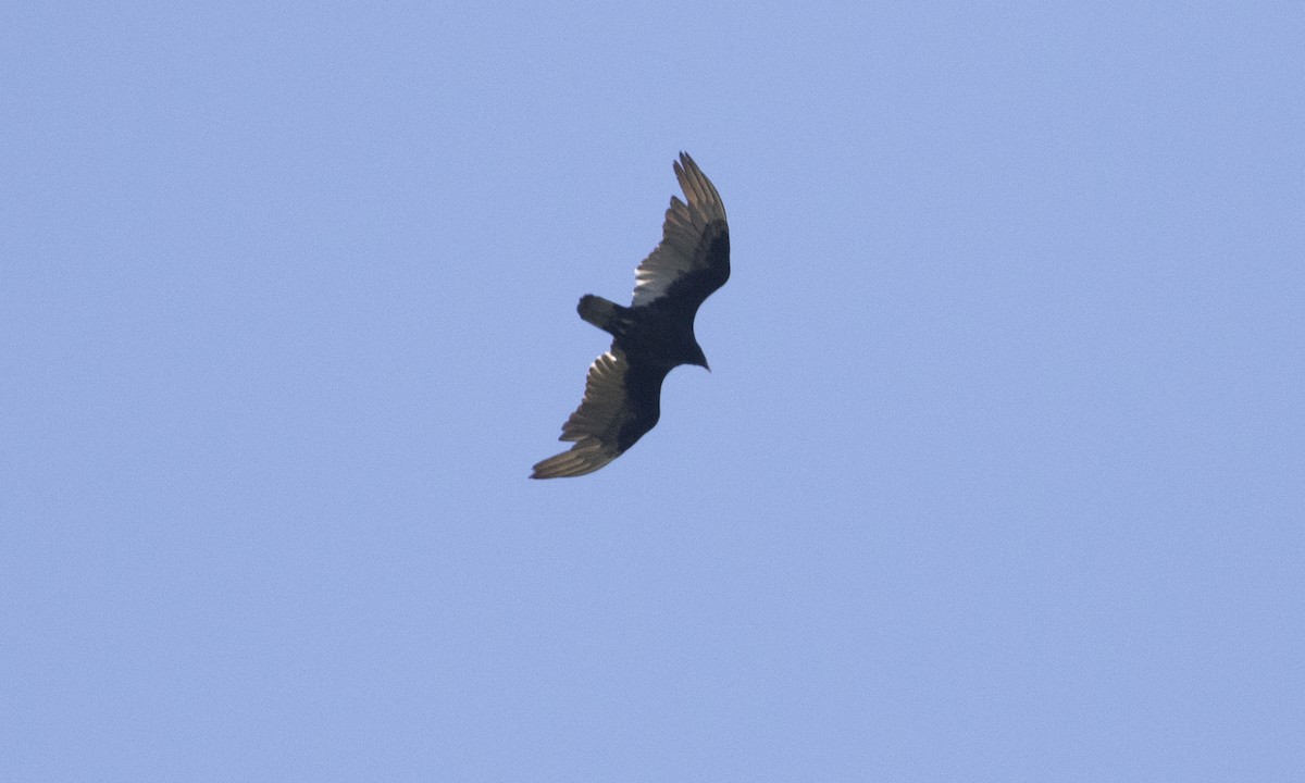 Turkey Vulture - ML619913112