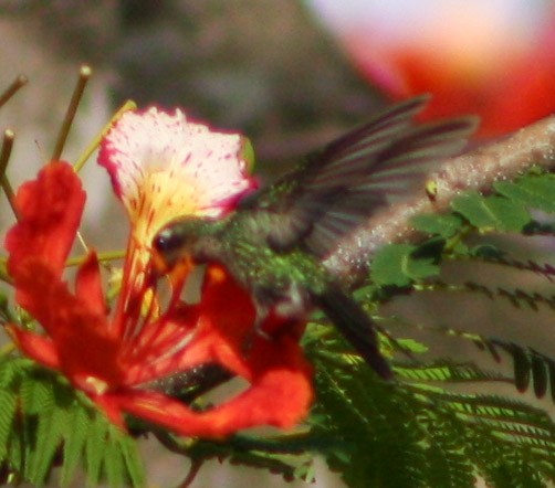 kolibřík kubánský - ML619913114