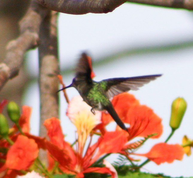 kolibřík kubánský - ML619913116