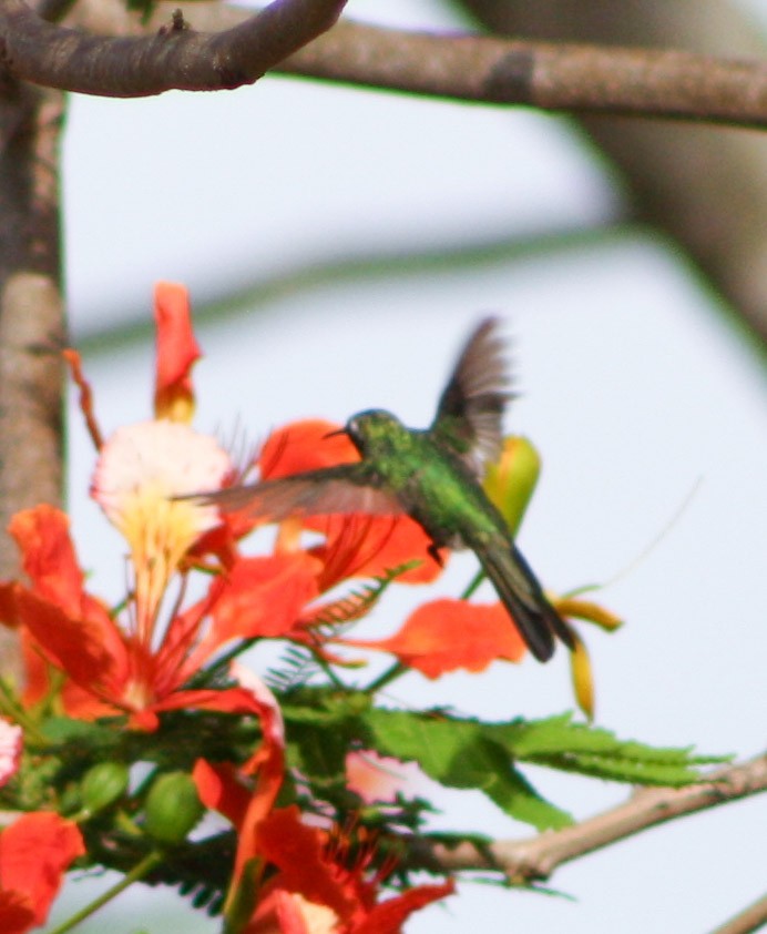 kolibřík kubánský - ML619913119