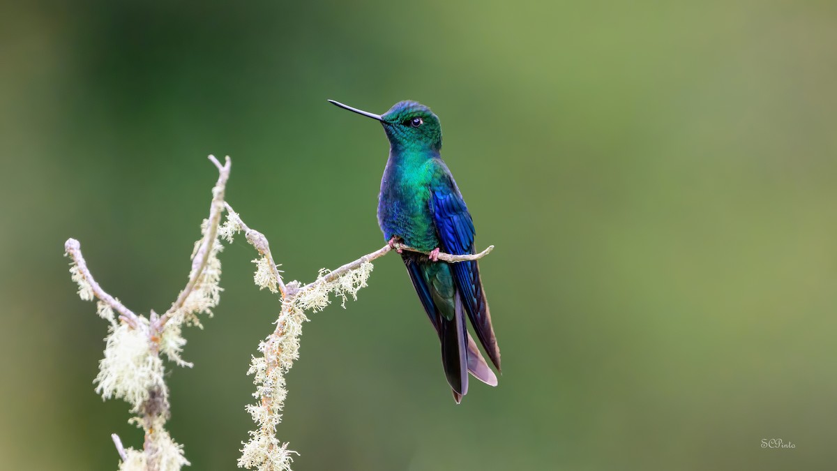 kolibřík modrokřídlý - ML619913121