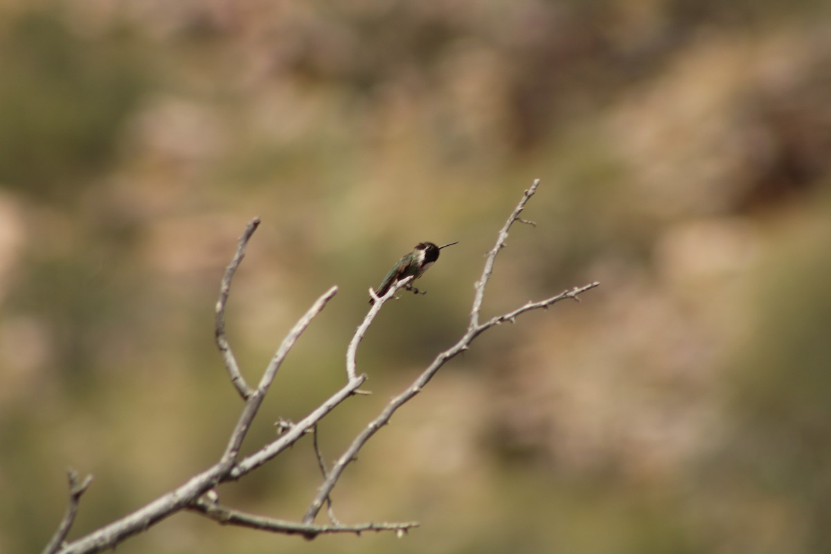 Costa's Hummingbird - ML619913127