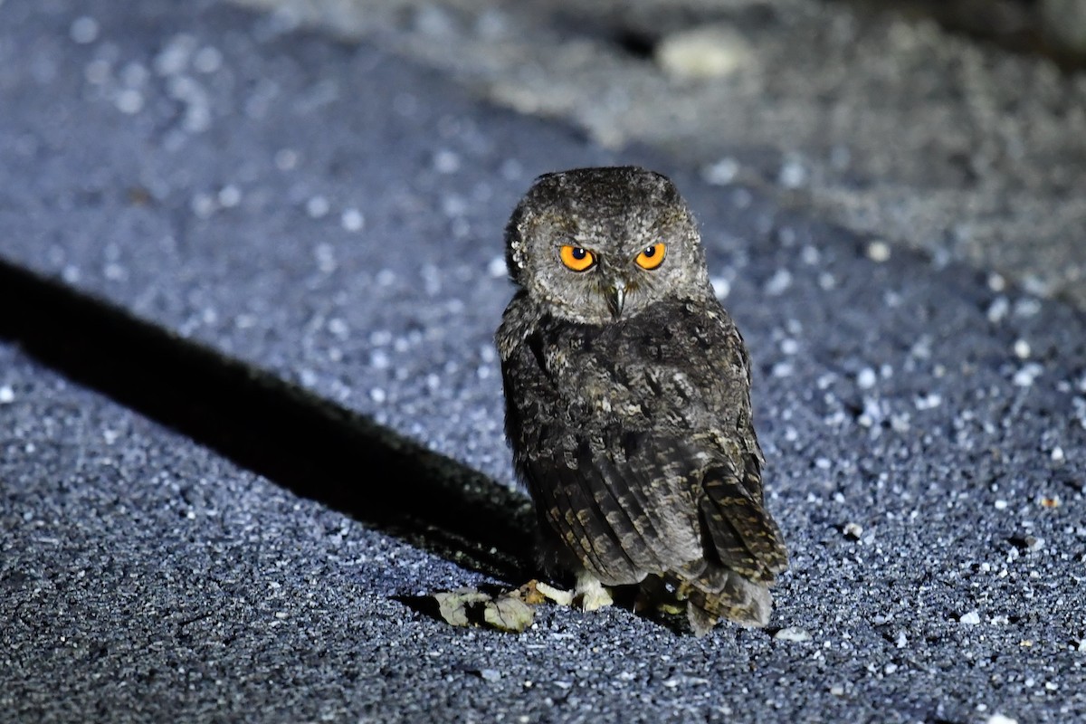 Oriental Scops-Owl - ML619913129